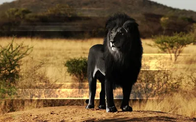 Чёрный лев, гипердетализация, …» — создано в Шедевруме