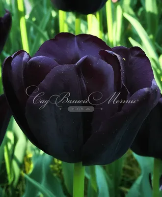 Тюльпан Триумф Чёрный (Tulipa Triumph Black) - Тюльпаны Триумф - Тюльпаны -  Луковичные - Каталог - Kamelia-gardens.ru