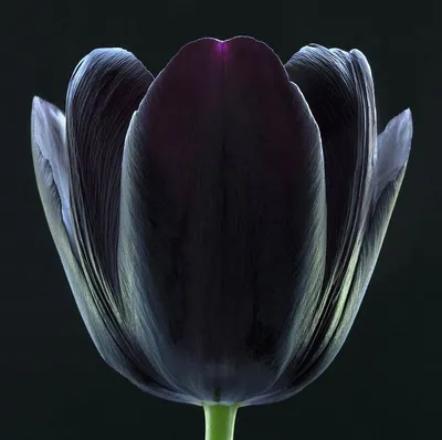 Черный тюльпан» — создано в Шедевруме