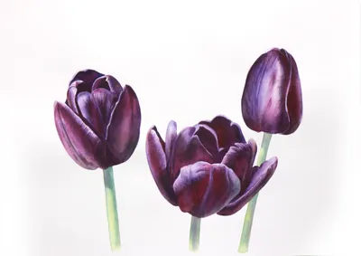 Чёрный тюльпан,роса, реалистично, 4…» — создано в Шедевруме