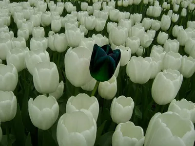 Черный тюльпан – мемориал погибшим в Афганистане, Екатеринбург. Карта,  фото, как добраться – путеводитель по городу на EkMap.ru