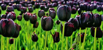 Черный тюльпан»: символ надежды — Наш Урал и весь мир