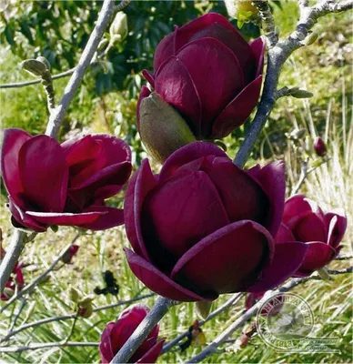Черные тюльпаны в природе - 66 фото