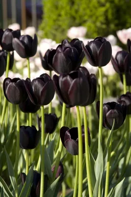 Черный тюльпан: цветок, роман, любовь и надежда.: Персональные записи в  журнале Ярмарки Мастеров