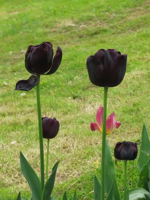 Тюльпан тропический «Этлингера» (черный тюльпан) купить с доставкой в СПб