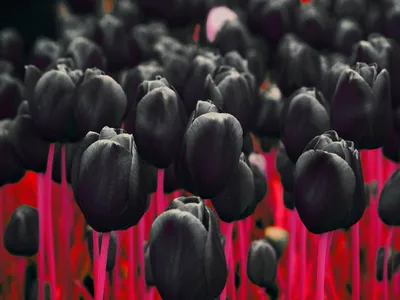 Чёрный тюльпан (фильм) — Википедия