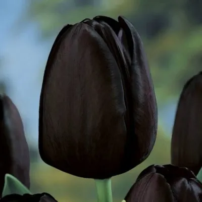 Магнолия Черный Тюльпан \"Black Tulip\" | САД ПОЛТАВИ