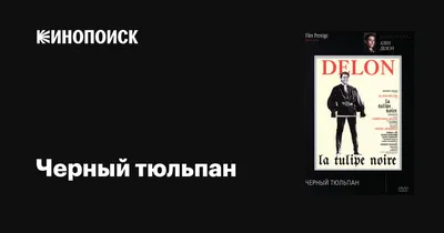 Цветение Черный Тюльпан В Саду. Фотография, картинки, изображения и  сток-фотография без роялти. Image 19793129