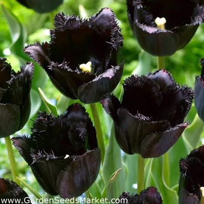 Чёрный тюльпан (растение) - Wikiwand
