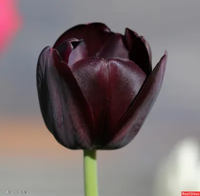 Чёрный тюльпан | Метропедия | Fandom