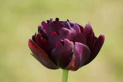 Черный тюльпан цветок (51 фото) - 51 фото
