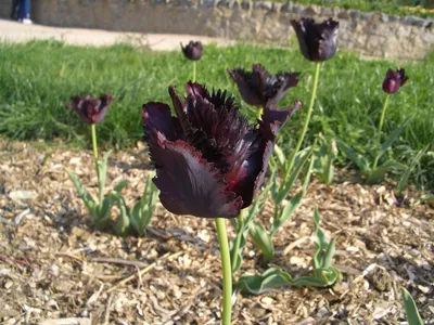 Тюльпан Fringed Black - самый черный тюльпан из всех! - 5 шт. - – Garden  Seeds Market | Бесплатная доставка