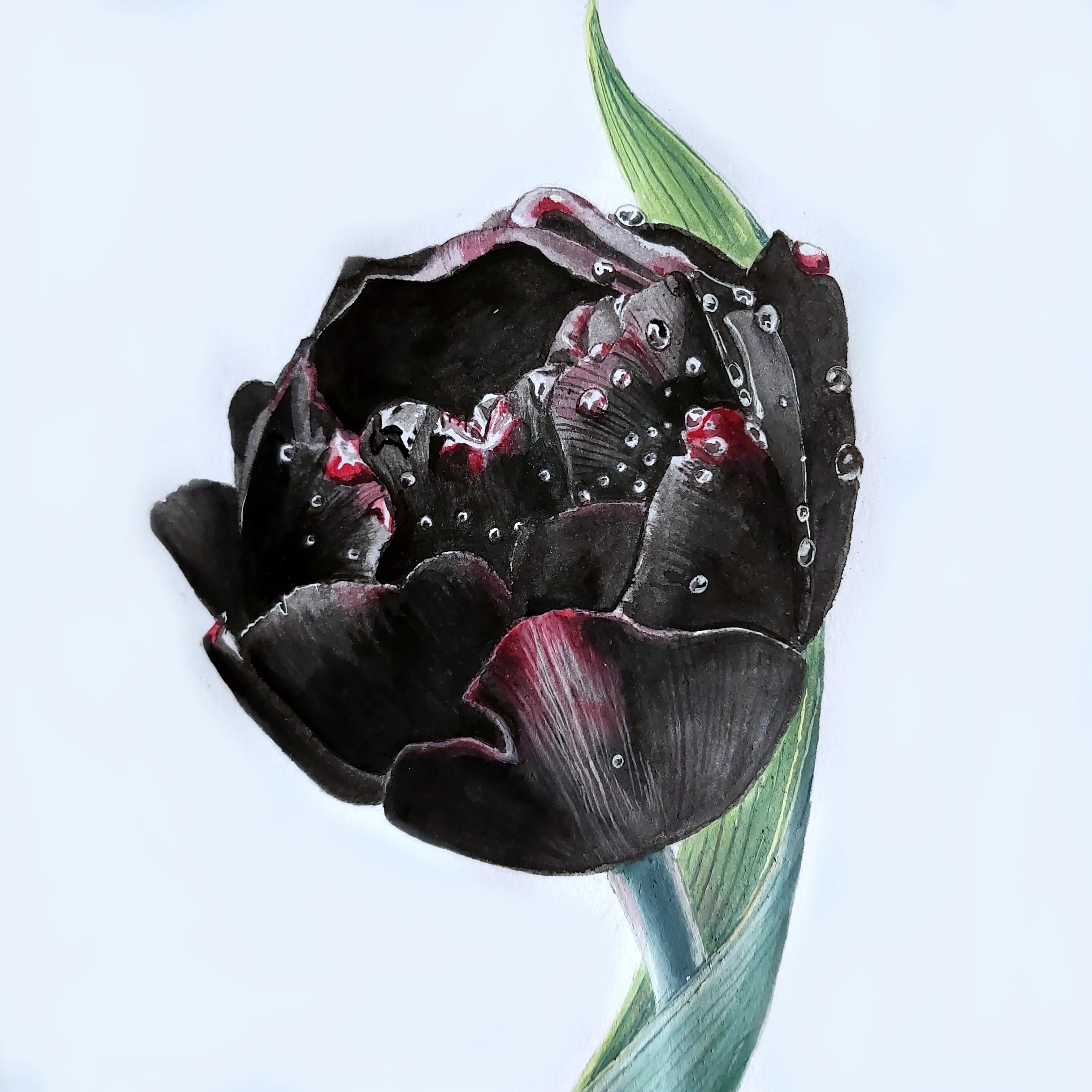 Черный тюльпан видео. Тюльпан Black Pearl. Темные тюльпаны. Черный тюльпан цветок. Букетчереых тюльпанов.