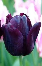 Чёрный тюльпан — Хабаровск