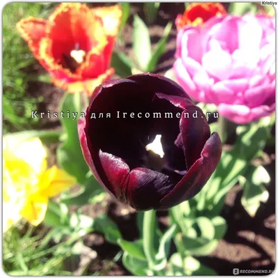 Магнолия \"Чёрный тюльпан\". Magnolia \"Black Tulip\". (ID#1274236456), цена:  1550 ₴, купить на Prom.ua
