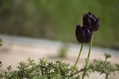 Чёрный тюльпан: особенности и характеристика, сорта, применение в  ландшафтном дизайне, сочетание с другими растениями