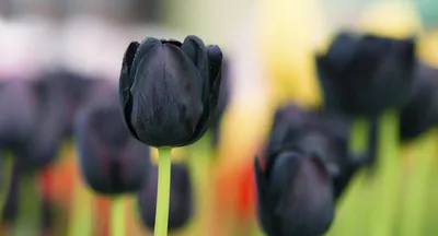 Чёрный тюльпан, профессиональное фото…» — создано в Шедевруме