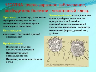 Что такое чесотка и как от нее избавиться — блог медицинского центра ОН  Клиник