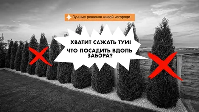 Что посадить вдоль забора: обзор популярных деревьев, кустарников и цветов,  принцип выбора растений, примеры обустройства. - «Петрович.Знает»