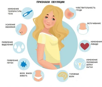 Типичные признаки того, что у вас наступила овуляция | О здоровье простыми  словами | Дзен