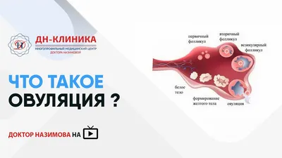 Что такое овуляция?