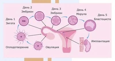 Оплодотворение яйцеклетки - описываем процесс зачатия подробно