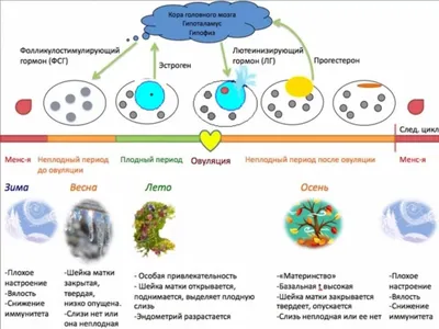 МЕНСТРУАЛЬНЫЙ ЦИКЛ — Гинекологический кабинет О.В. Кичигина — Сигма-Мед  Калининград.