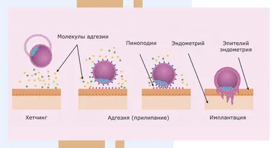 Какой календарь менструации и овуляции скачать? - Горящая изба