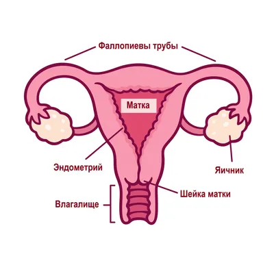 Менструальный цикл в картинке - Гинеколог Плюс