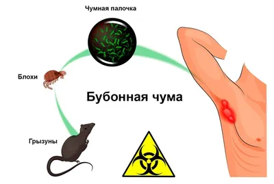 чума Стоковых иллюстраций и клипартов – (10,034 Стоковых иллюстраций)