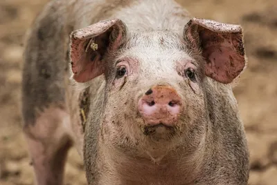 В Башкирии нашли африканскую чуму свиней. Что важно про неё знать