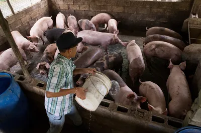 Африканская чума свиней на Кубани - вирус распространяется - РИА Новости  Крым, 11.09.2023
