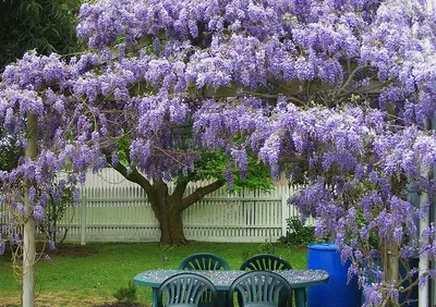 purple wisteria tree | Глициния, Кустарники, Выращивание лаванды
