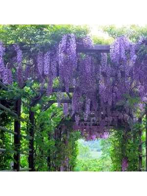 Оригинальная арка из соцветий глицинии | Дерево глицинии, Глициния, Идеи  для садового дизайна