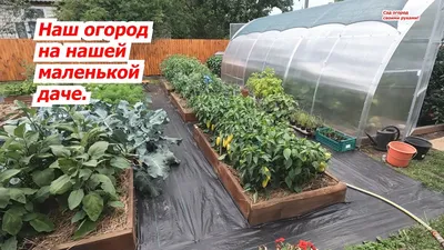 Красивый огород своими руками: оформление огорода на дачном и садовом  участке — фото и идеи | Houzz Россия