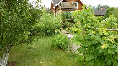 Дача летом красивый сад и огород» — создано в Шедевруме