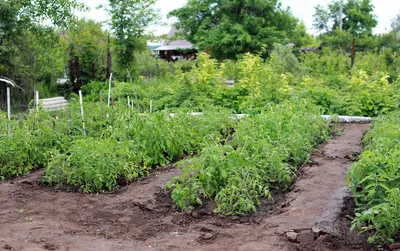 Красивая Грядка Табличка для рассады для дачи в сад и огород садовая