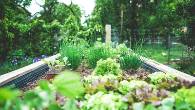 Мои советы по украшению сада без дизайнеров | Сад, дача, огород | Дзен