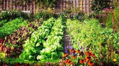ЛЮБИМАЯ ДАЧА.САД,ЦВЕТНИК И ОГОРОД-КРУГЛЫЙ ГОД. в 2023 г | Вегетарианские  сады, Садовые грядки, Идеи для садового дизайна