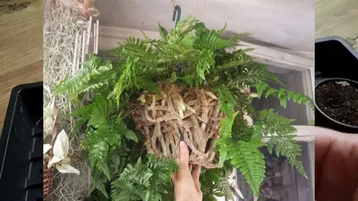 Даваллия: фото и советы по уходу за растением во время летнего периода