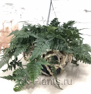 Даваллия: фото и описание популярных сортов