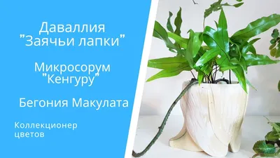 Фотография Даваллии в классическом интерьере
