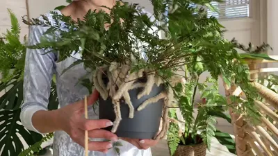 Фотография Даваллии с широкими листьями