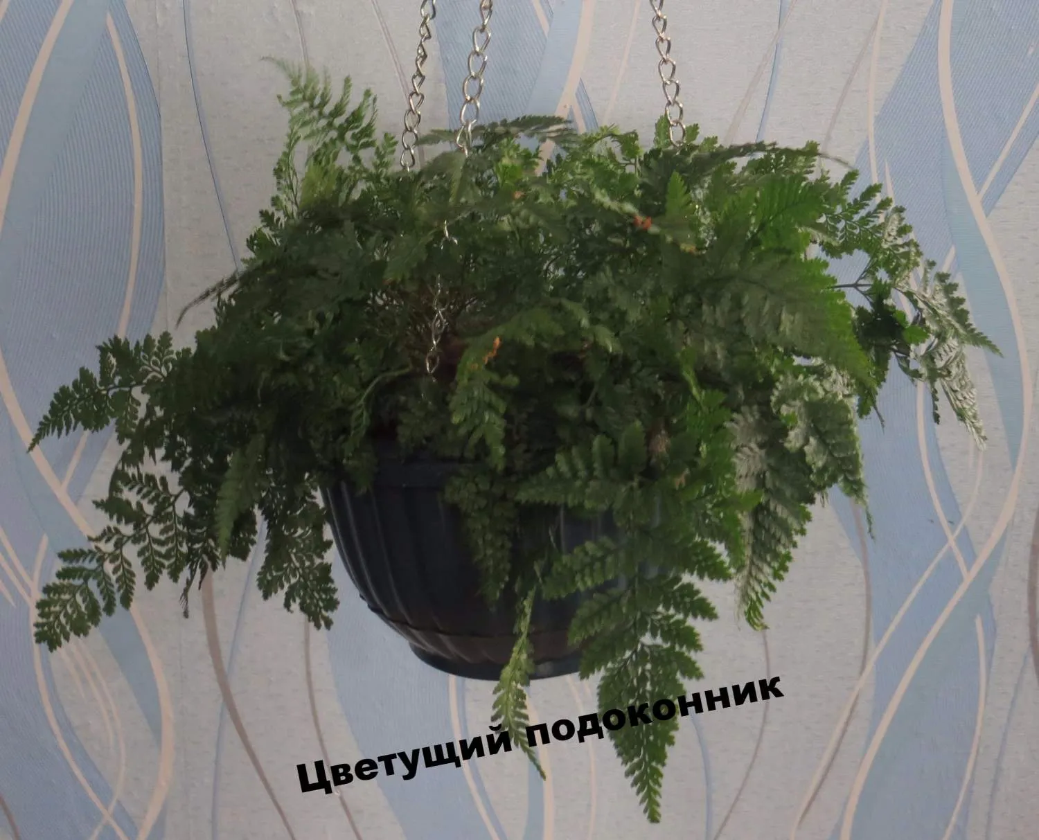 Картинка Даваллии с яркими красками Картинка Даваллии с яркими красками