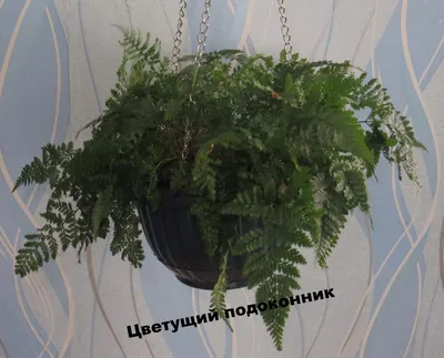 Изображение Даваллии с глубоким зеленым оттенком листьев