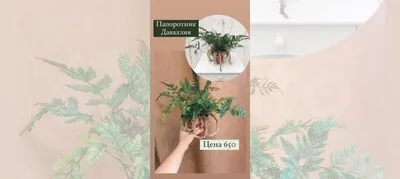 Фото Даваллии: экзотическое растение