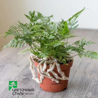 Картинка Даваллии: великолепный цветок