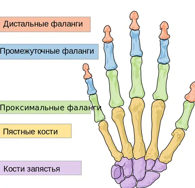 Фотография деформации пальцев рук для научных исследований