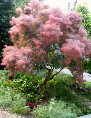10 восхитительных деревьев для сада, которые можно попробовать вырастить в  Подмосковье — Roomble.com