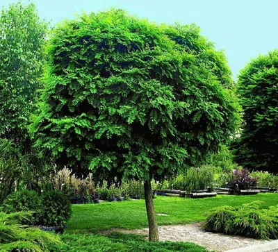 Деревья и кустарники как украшение сада для ландшафтного дизайна